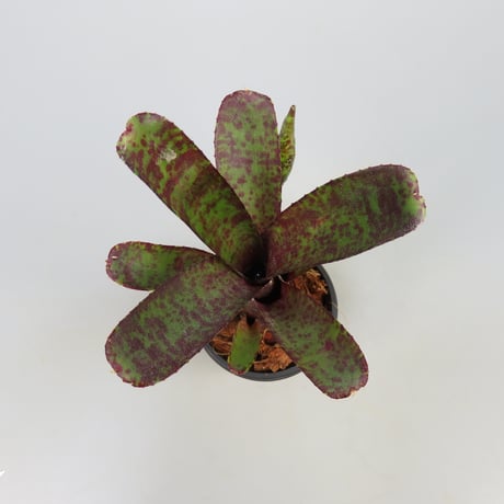 Neoregelia ampullacea 'Zebrina' (WBC2006 Chan)