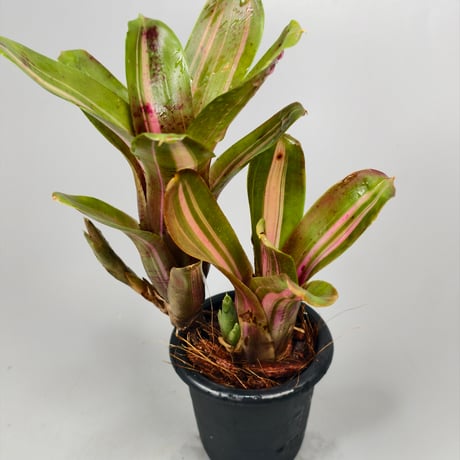 Neoregelia 'Kilihune'(Lisa Vinzant) Bromeliad Cultivar Register (12019)