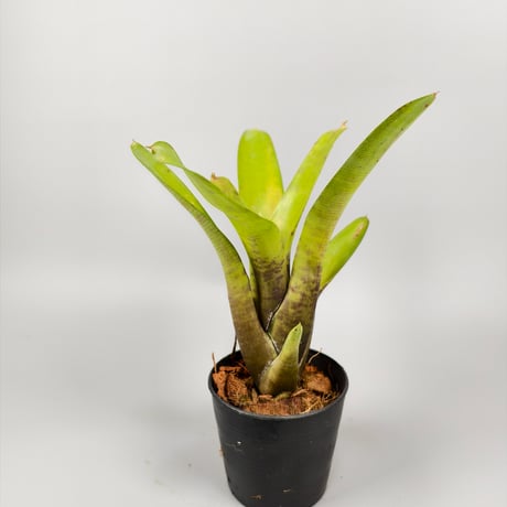 Neoregelia coimbrae (PN TF1720) Rio de Contas, Bahia, Brazil ex SN