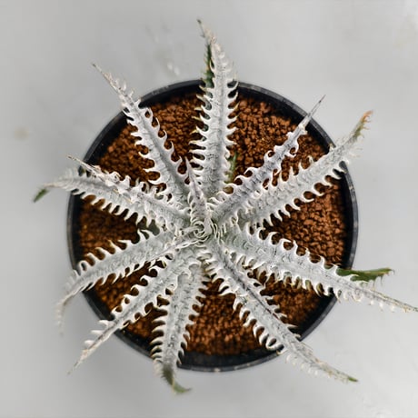 Dyckia ‘Trishūla’ Sueb Hybrid