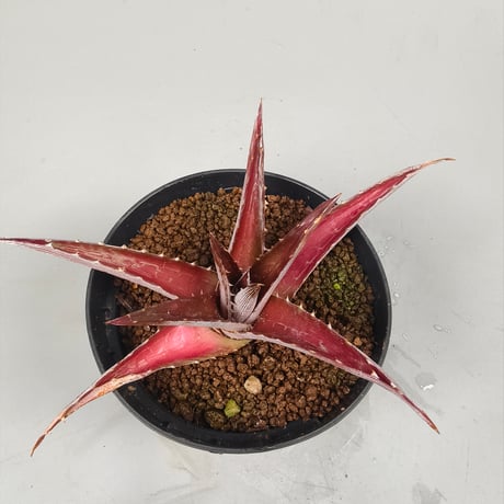 Dyckia platyphylla (Ex Red) ex SN