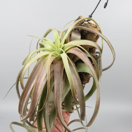 Tillandsia 'Love Knot'