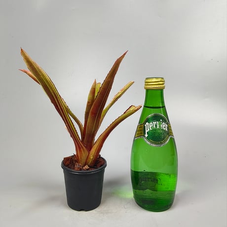 Aechmea L'Arc~en~Ciel Bromeliad Cultivar Register (13206)
