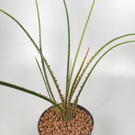 Acanthostachys pitcairnioides
