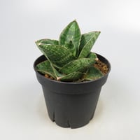 Sansevieria Yokmorakot from Yoky plant