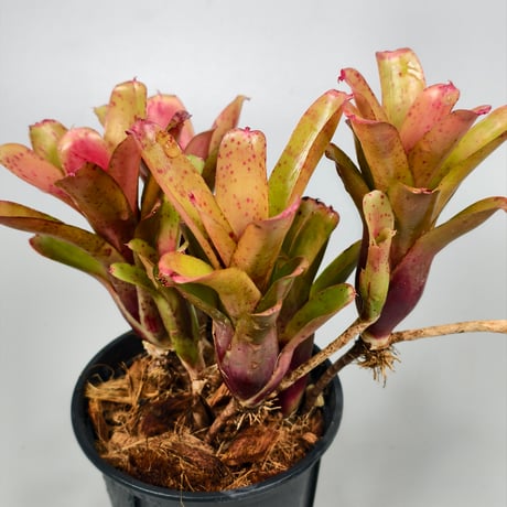 Neoregelia Chiquita Linda Bromeliad Cultivar Register (3598)