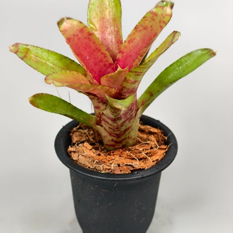 Neoregelia Wild Tiger x Chiquita Linda
