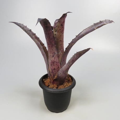 Hohenbergia leopoldo-horstii Hawaii form
