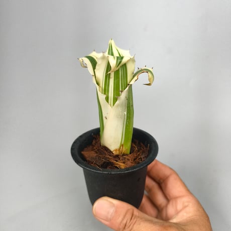 Hohenbergia Karla (BCR11568) ex Hermann Prinsler