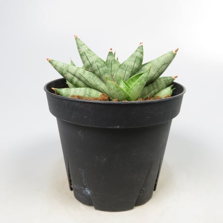 Sansevieria Nilin from Yoky plant