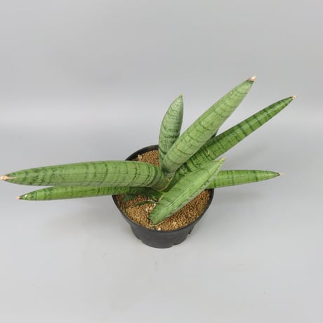 Sansevieria White Rhino
