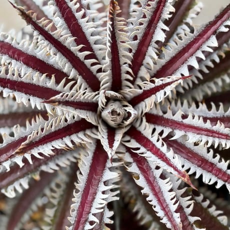 Dyckia (Taiyo x Prominence)x(Nagas x Samurai) Sueb Hybrid