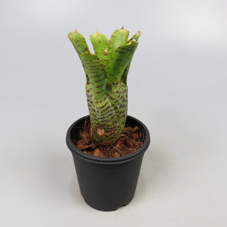 Neoregelia punctatissima Yellow form
