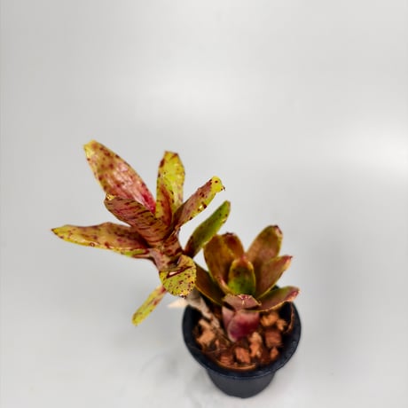 Neoregelia Chiquita Linda x dungsiana