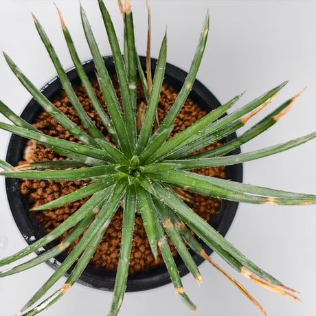 Dyckia cf. choristaminea EL4146 SEL07-0348