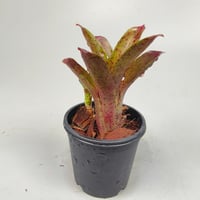 Neoregelia 'Dragon Ball'