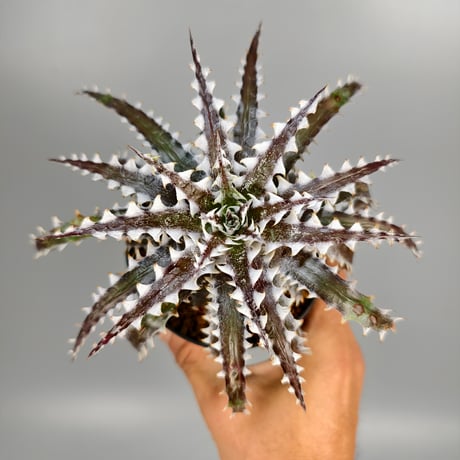 Dyckia Goku Otto Bromeliad Hybrid