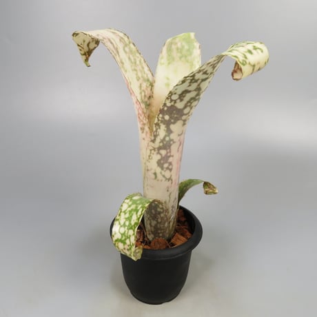 Billbergia 'Poquito Mas' (BCR1055)