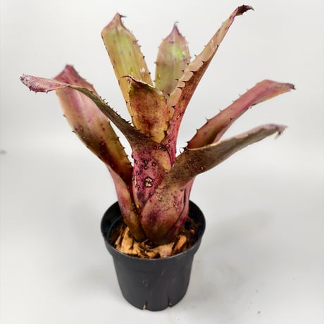 Hohenbergia sp Brazil Seeds from Brazil ex EL