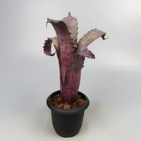Hohenbergia sp. Leme #2203
