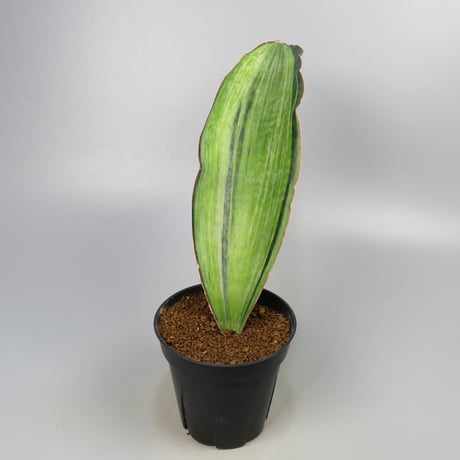 Sansevieria Bruda from Yoky plant