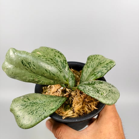 Hoya kerrii 'Silver'