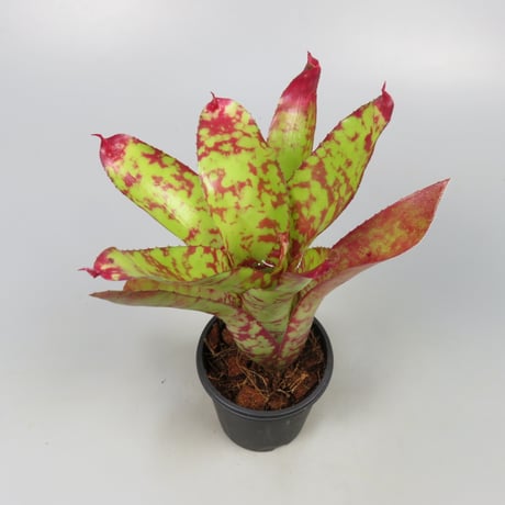 Neoregelia 'Winnie the Pooh' Bromeliad Cultivar Register (7812)