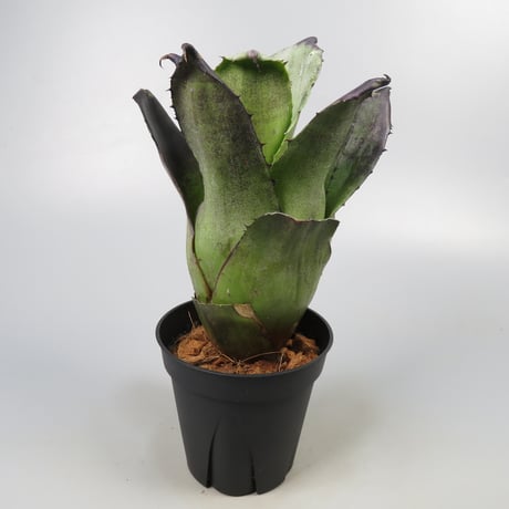 Hohenbergia leopoldo-horstii Black form