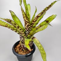 Aechmea orlandiana from seed