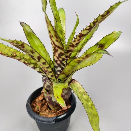 Aechmea orlandiana from seed