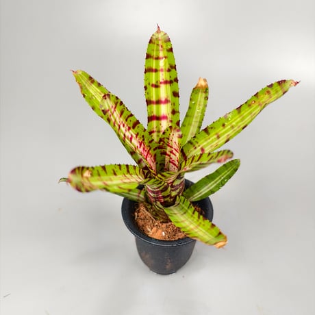 Neoregelia Palmares Bromeliad Cultivar Register (10495)