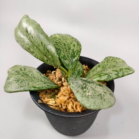 Hoya kerrii 'Silver'