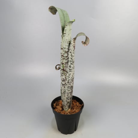 Quesnelia marmorata 'Tim Plowman' (BCR7974)