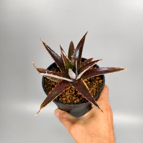 Dyckia platyphylla (Ex Red) ex SN