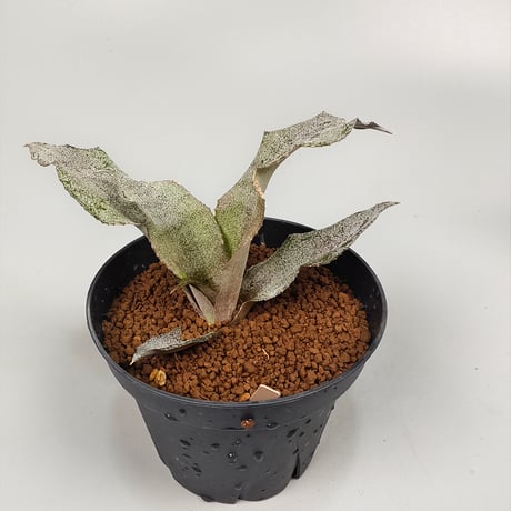 Cryptanthus 'Fire Blush' Bromeliad Cultivar Register (1335)