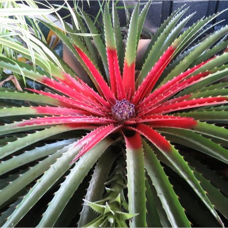 Bromelia humilis small Clone