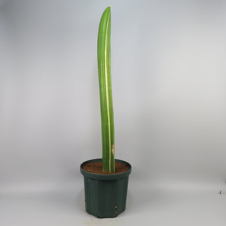 Sansevieria sinu-simiorum R979