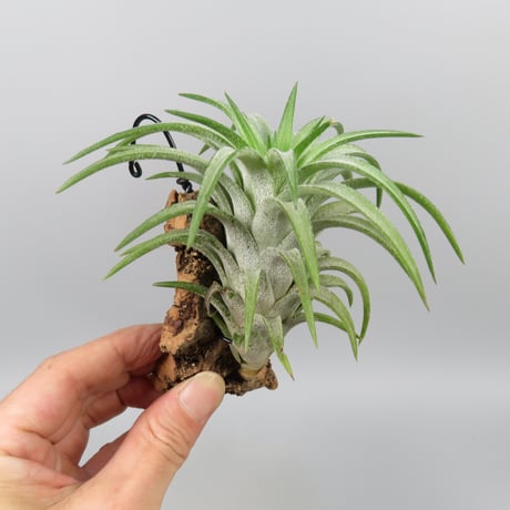 Tillandsia ionantha var. vanhyningii 'Green Dragon'