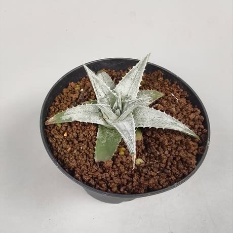 Dyckia Zebra Billbaker Hybrid