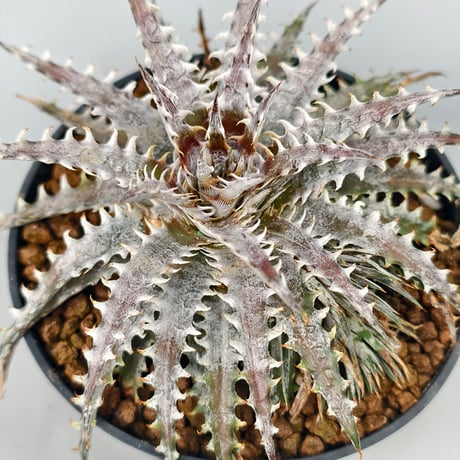 Dyckia Fountain × (SSH × RRP)  #N026