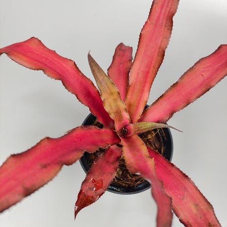 Cryptanthus 'Strawberries Flambé' Bromeliad Cultivar Register (2207)