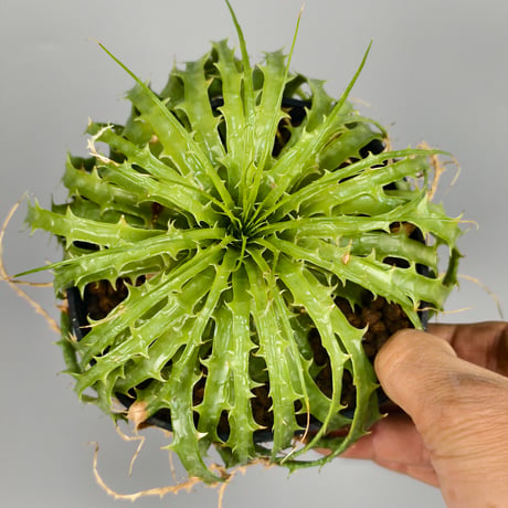 Encholirium horridum type MG Minas Gerais Brazil from Wild seed