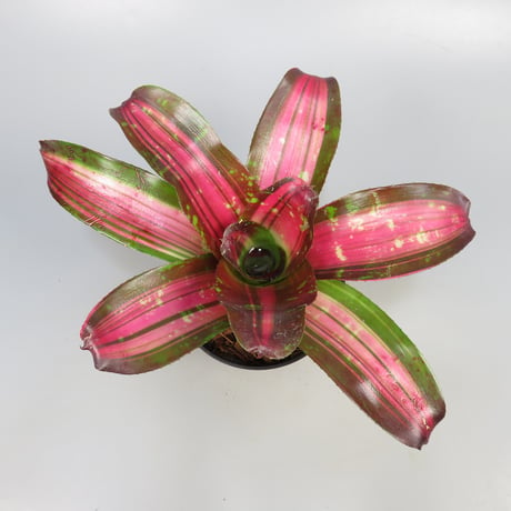 CATEGORY Neoregelia | Panus