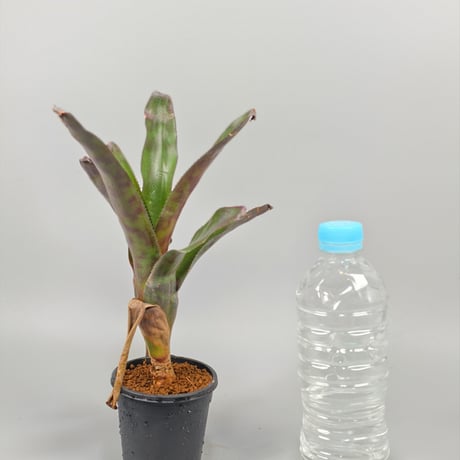 Canistrum seidelianum
