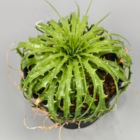 Encholirium horridum type MG Minas Gerais Brazil from Wild seed