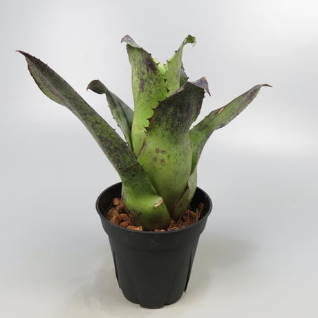 Hohenbergia leopoldo-horstii Black form