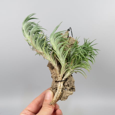 Tillandsia araujei