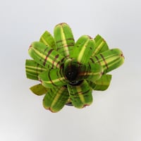 Neoregelia 'Half Pint' Bromeliad Cultivar Register (11235)