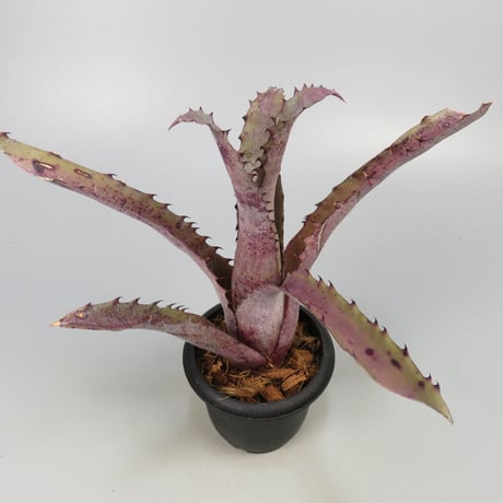 Hohenbergia 'Ouchi' (sp. Brazil)