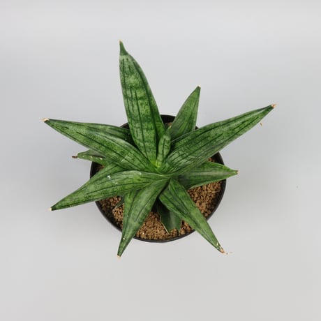 Sansevieria Taurus from Yoky plant